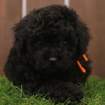 トイプードル(トイ)【滋賀県・女の子・2023年9月17日・ブラック】の写真「黒系 三姉妹の三女」