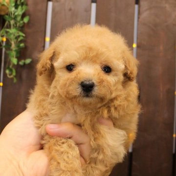 トイプードル(タイニー)【滋賀県・女の子・2024年9月21日・ペールフォーン】の写真「小さい子です。ただいまサイズ見極め中」