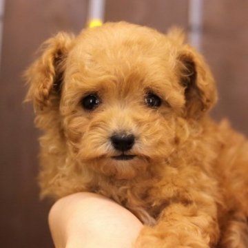 トイプードル(ティーカップ)【滋賀県・女の子・2023年9月30日・ペール・フォーン】の写真「生後58日目・469gの女の子！かなり小ぶりです！」