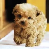 ティーカッププードル【岡山県・男の子・2025年9月16日・レッド】の写真12