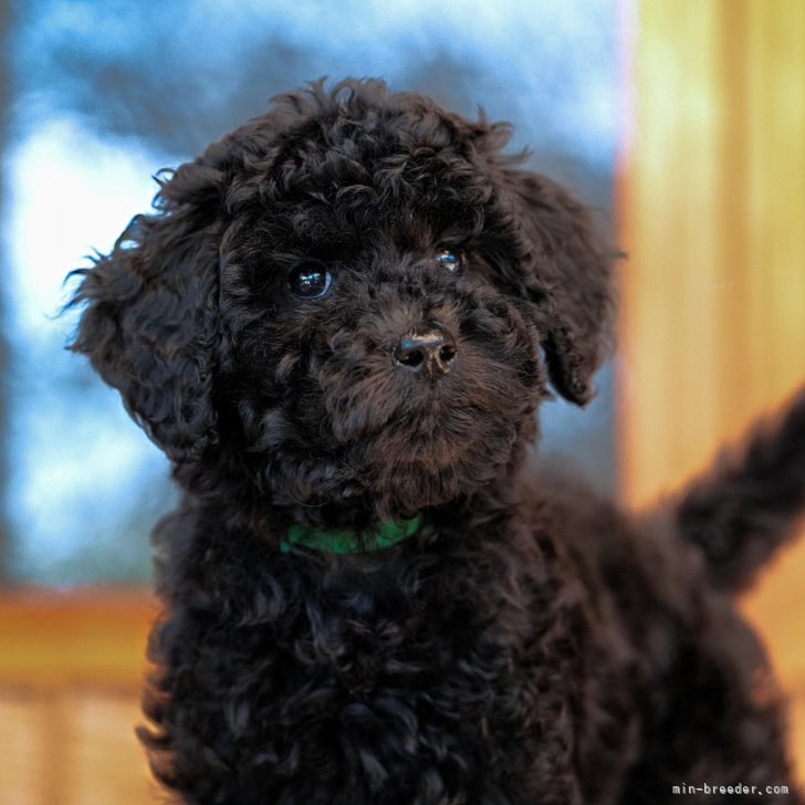 ブリーダー画像