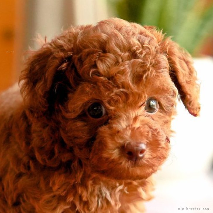 ブリーダー画像