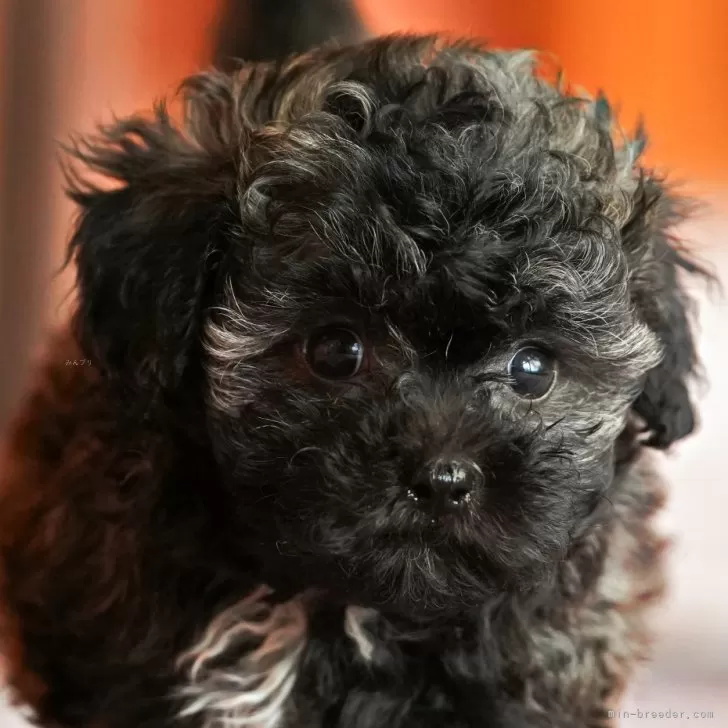 M.H 様のお迎えした子犬