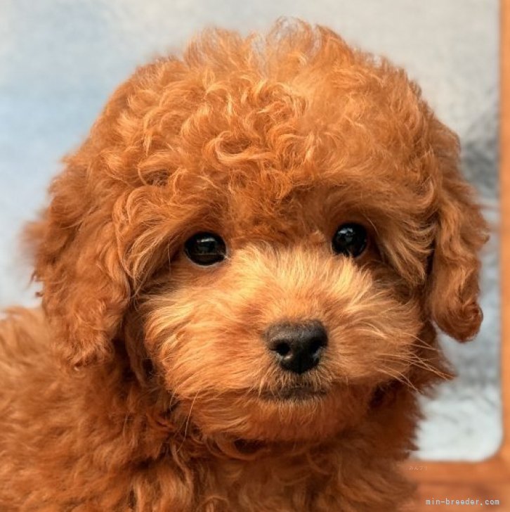 ブリーダー画像