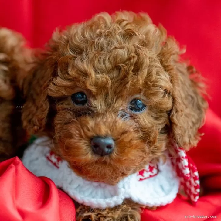 ID:2411-04800の子犬