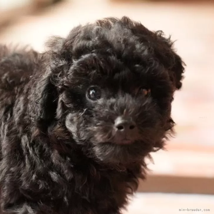 ちゅう 様のお迎えした子犬