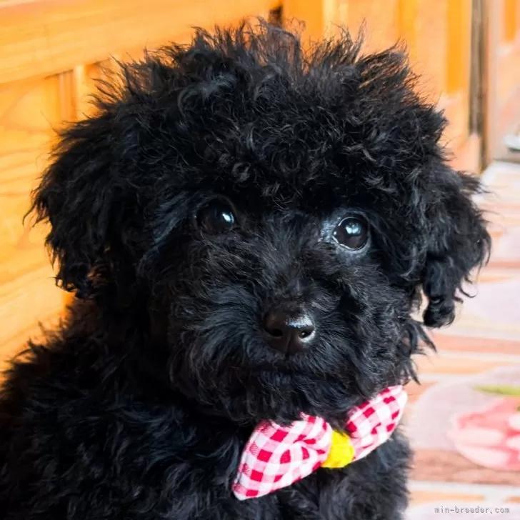 ピアノママ 様のお迎えした子犬