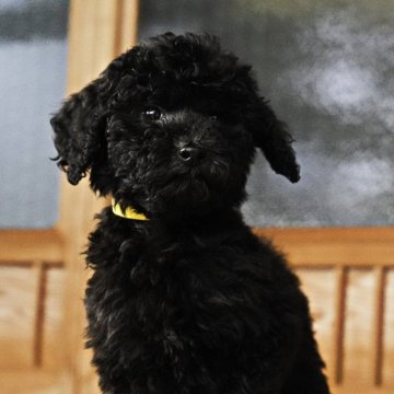 スタンダードプードル【岡山県・男の子・2025年9月18日・ブラック】の写真「明るく元気で人懐っこい魅力満点の可愛い男の子ですよ」