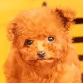 ティーカッププードル