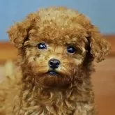 タイニープードル