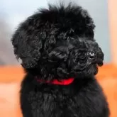 スタンダードプードル