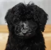 スタンダードプードル