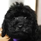 スタンダードプードル