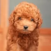 タイニープードル