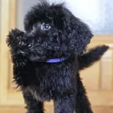 スタンダードプードル【岡山県・男の子・2025年9月25日・ブラック】の写真2