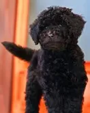 スタンダードプードル【岡山県・女の子・2025年9月18日・ブラック】の写真3