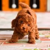 タイニープードル【岡山県・男の子・2025年5月15日・レッド】の写真3