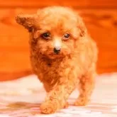 ティーカッププードル【岡山県・男の子・2025年9月18日・レッド】の写真4