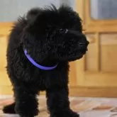 スタンダードプードル【岡山県・男の子・2025年9月25日・ブラック】の写真6