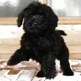 スタンダードプードル【岡山県・男の子・2025年9月18日・ブラック】の写真7