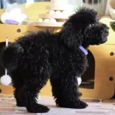 スタンダードプードル【岡山県・男の子・2025年9月25日・ブラック】の写真7