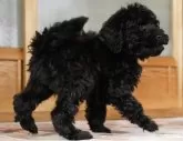 スタンダードプードル【岡山県・男の子・2025年9月18日・ブラック】の写真8