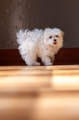 マルチーズ【・女の子・2023年11月29日・ホワイト】