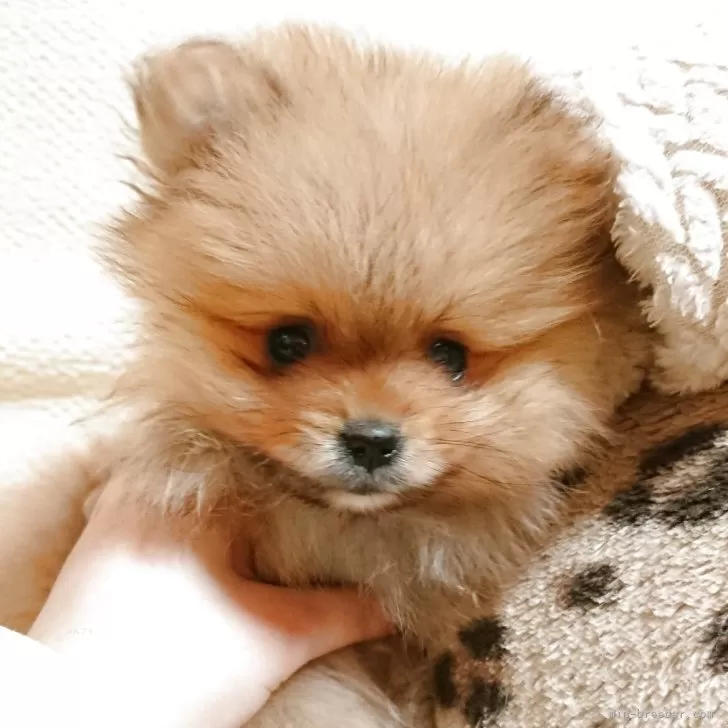 ID：2504-06997の子犬