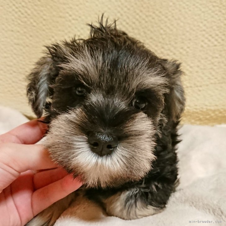 すず 様のお迎えした子犬