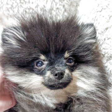 ポメラニアン【愛知県・男の子・2025年4月18日・ブラックタン】の写真「綺麗なタンの僕くん🎵」
