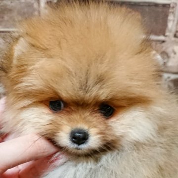ポメラニアン【愛知県・女の子・2024年10月12日・オレンジ】の写真「可愛いお顔のポメちゃん」