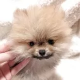 ポメラニアン