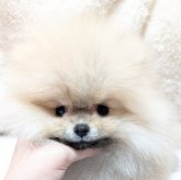 ポメラニアン