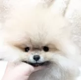 ポメラニアン