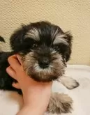 ミニチュアシュナウザー【愛知県・男の子・2024年11月27日・ブラック&シルバー】の写真2