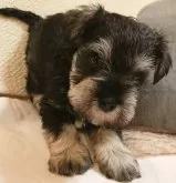 ミニチュアシュナウザー【愛知県・男の子・2024年11月27日・ソルト&ペッパー】の写真3