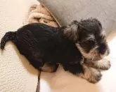 ミニチュアシュナウザー【愛知県・男の子・2024年11月27日・ソルト&ペッパー】の写真4