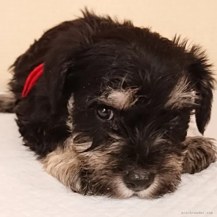 ID：2303-00645の子犬