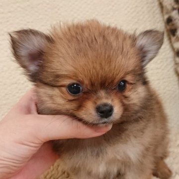 ミックス(ポメラニアン×チワワ)【愛知県・男の子・2023年8月25日・オレンジ】の写真「小粒なポメチワちゃん🎵」