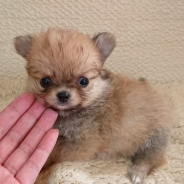 ミックス(ポメラニアン×チワワ)【愛知県・女の子・2023年8月25日・オレンジ】の写真「とっても可愛いポメチワ女の子🎵」