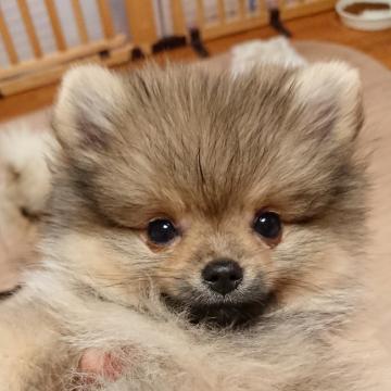 ポメラニアン【愛知県・男の子・2022年9月8日・ウルフセーブル】の写真「✨最終価格✨」