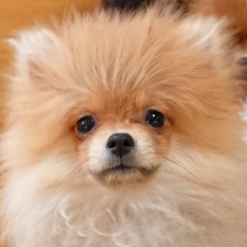 ポメラニアン【愛知県・男の子・2023年5月2日・オレンジ】の写真「✨猿期でも甘くて可愛いお顔」