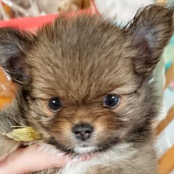 ミックス(ポメラニアン×チワワ)【愛知県・女の子・2022年8月14日・フォーン】の写真「とっても可愛いポメチワの女の子」