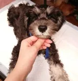 ミニチュアシュナウザー【愛知県・男の子・2023年2月12日・ブラック&シルバー】の写真2