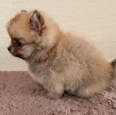 ポメチワ(ポメラニアン×チワワ)【愛知県・男の子・2024年2月15日・オレンジ】の写真5