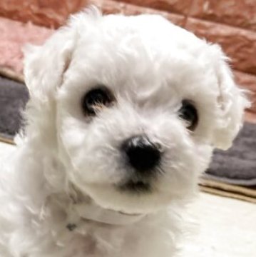 ビションフリーゼ【山梨県・男の子・2025年7月31日・白】の写真「毛量毛質良く可愛いアフロに出来ると思います」