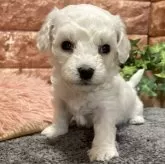 ビションフリーゼ【山梨県・男の子・2024年12月25日・白】の写真1「色素の入りが良いです」