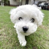 ビションフリーゼ