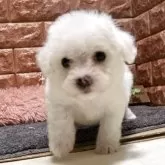 ビションフリーゼ