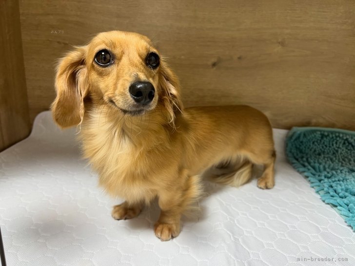 カニンヘンダックスフンド(ロング)【・女の子・2023年5月30日・シェーデッドイエロー】